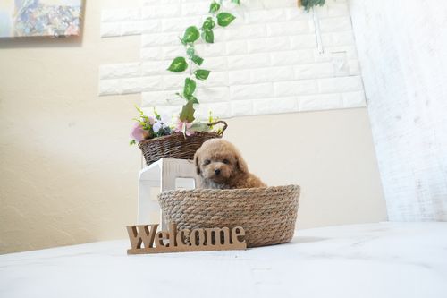 滋賀県のトイプードル(トイ) (いっぷく湖南店/2025年12月21日生まれ/男の子/オレンジフォーン)の子犬の4枚目の画像