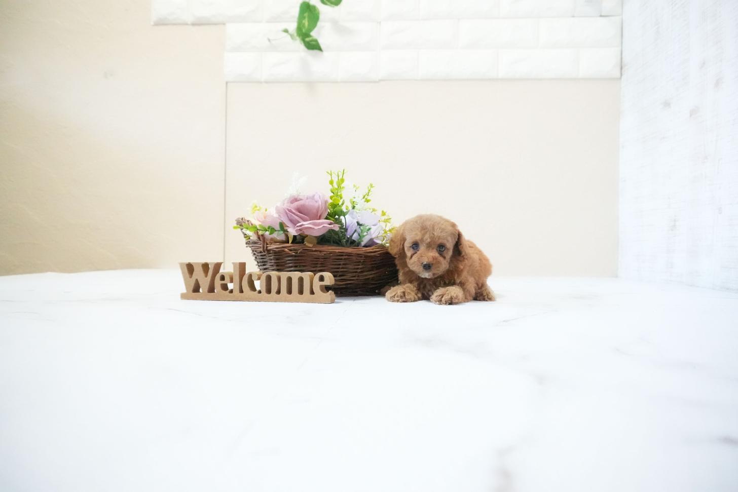 滋賀県のトイプードル(ティーカップ) (いっぷく湖南店/2025年11月20日生まれ/女の子/レッドフォーン)の子犬の1枚目の画像