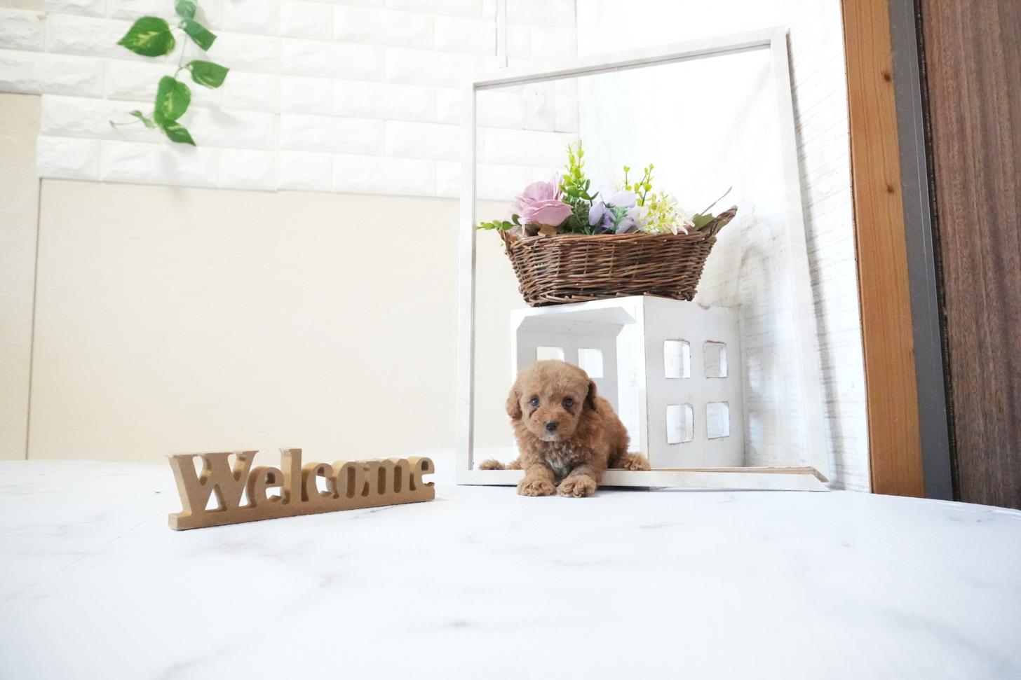 滋賀県のトイプードル(ティーカップ) (いっぷく湖南店/2025年11月20日生まれ/女の子/レッドフォーン)の子犬の2枚目の画像