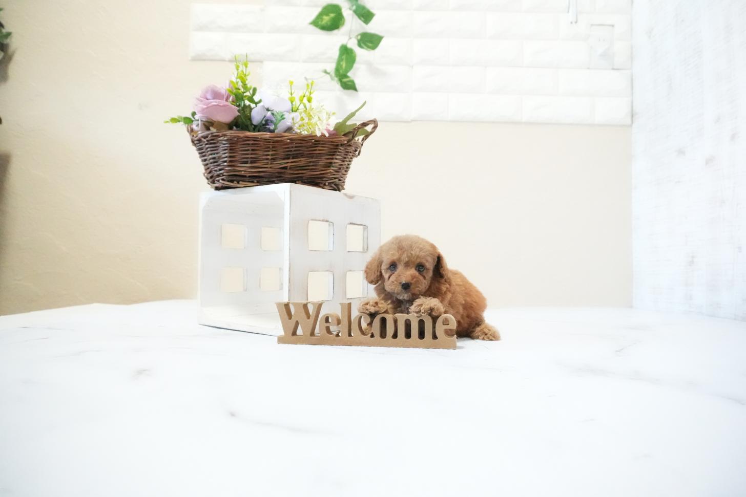 滋賀県のトイプードル(ティーカップ) (いっぷく湖南店/2025年11月20日生まれ/女の子/レッドフォーン)の子犬の3枚目の画像