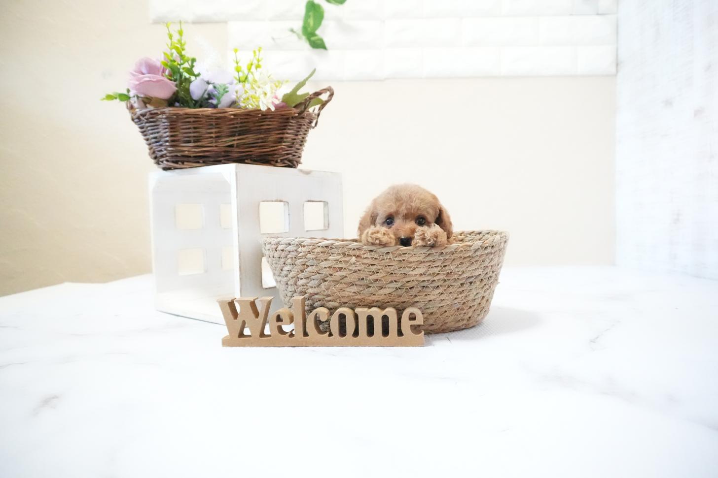 滋賀県のトイプードル(ティーカップ) (いっぷく湖南店/2025年11月20日生まれ/女の子/レッドフォーン)の子犬の4枚目の画像