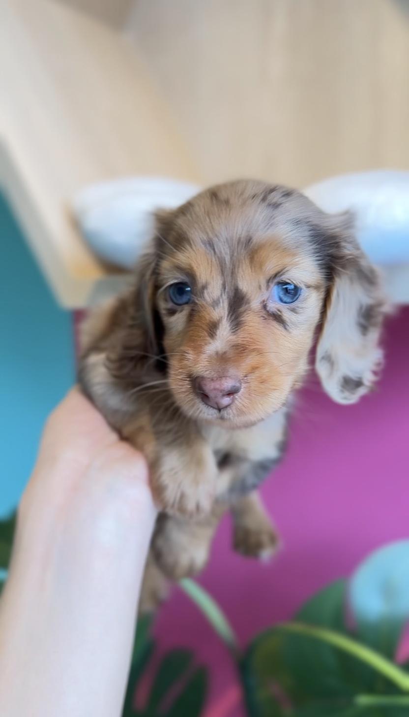 埼玉県のミニチュアダックスフンド(ロング) (PET SHOP Tiny tales/2025年11月24日生まれ/女の子/チョコレートダップル)の子犬の1枚目の画像