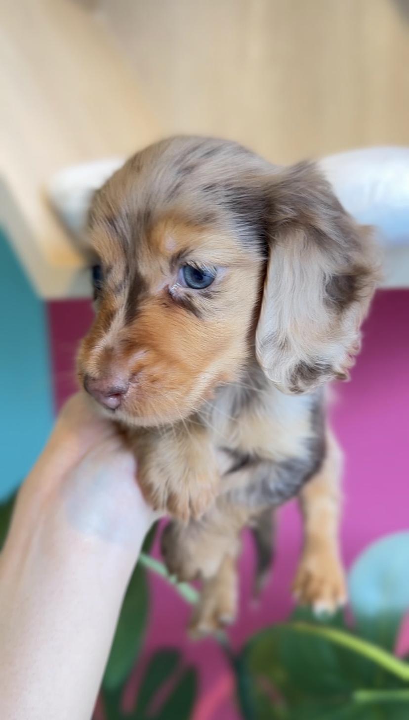 埼玉県のミニチュアダックスフンド(ロング) (PET SHOP Tiny tales/2025年11月24日生まれ/女の子/チョコレートダップル)の子犬の2枚目の画像