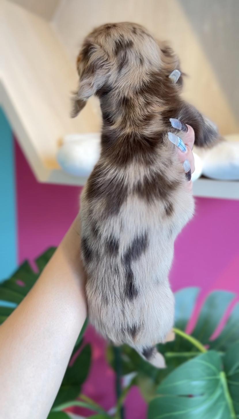 埼玉県のミニチュアダックスフンド(ロング) (PET SHOP Tiny tales/2025年11月24日生まれ/女の子/チョコレートダップル)の子犬の3枚目の画像