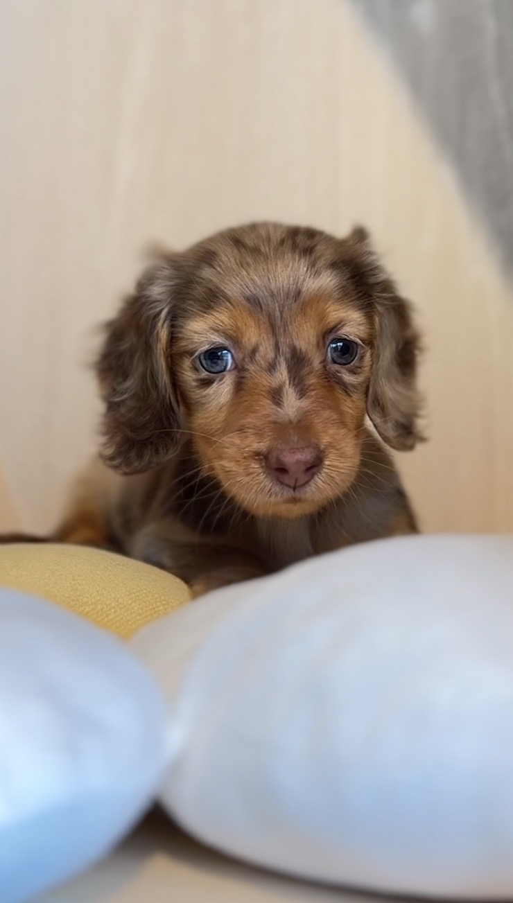 埼玉県のミニチュアダックスフンド(ロング) (PET SHOP Tiny tales/2025年11月24日生まれ/女の子/チョコレートダップル)の子犬の4枚目の画像