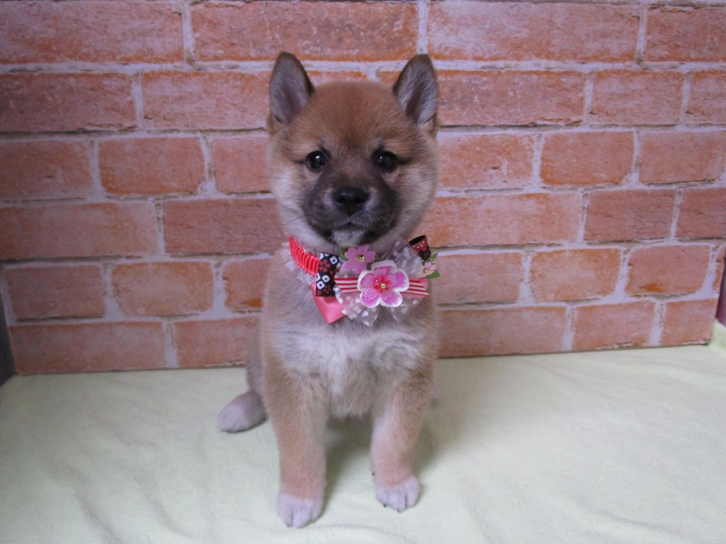 宮城県の柴犬(標準サイズ) (ズーズーカンパニー 八乙女店/2026年2月2日生まれ/女の子/赤)の子犬の1枚目の画像