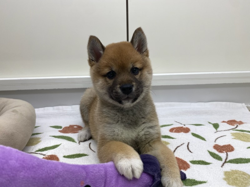 宮城県の柴犬(標準サイズ) (ズーズーカンパニー 八乙女店/2026年2月2日生まれ/女の子/赤)の子犬の2枚目の画像