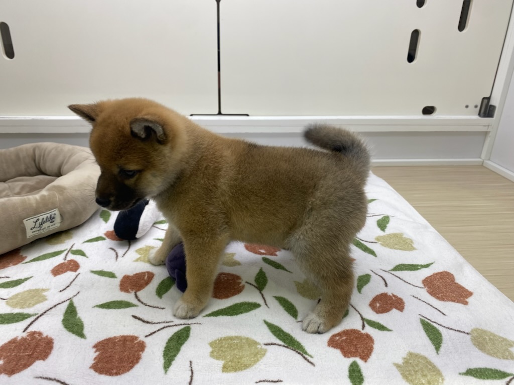 宮城県の柴犬(標準サイズ) (ズーズーカンパニー 八乙女店/2026年2月2日生まれ/女の子/赤)の子犬の3枚目の画像