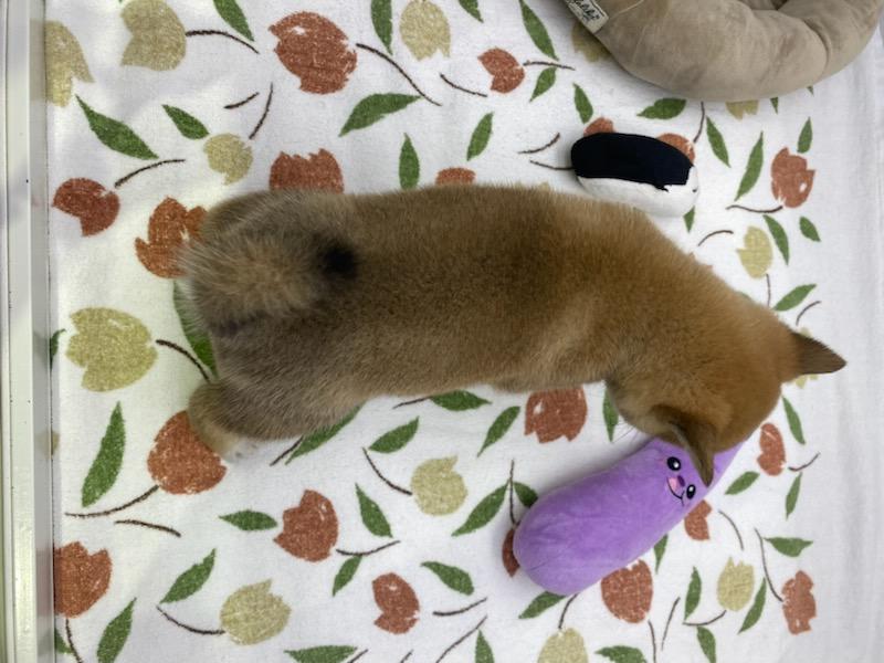 宮城県の柴犬(標準サイズ) (ズーズーカンパニー 八乙女店/2026年2月2日生まれ/女の子/赤)の子犬の4枚目の画像