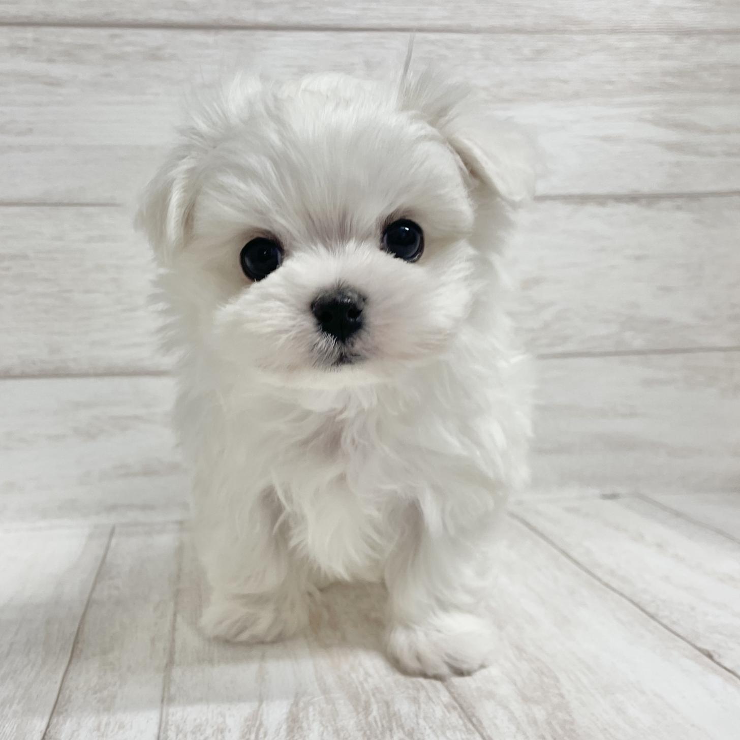 東京都のマルチーズ (ペピカファミリー水元店/2025年9月29日生まれ/男の子/ホワイト)の子犬の2枚目の画像