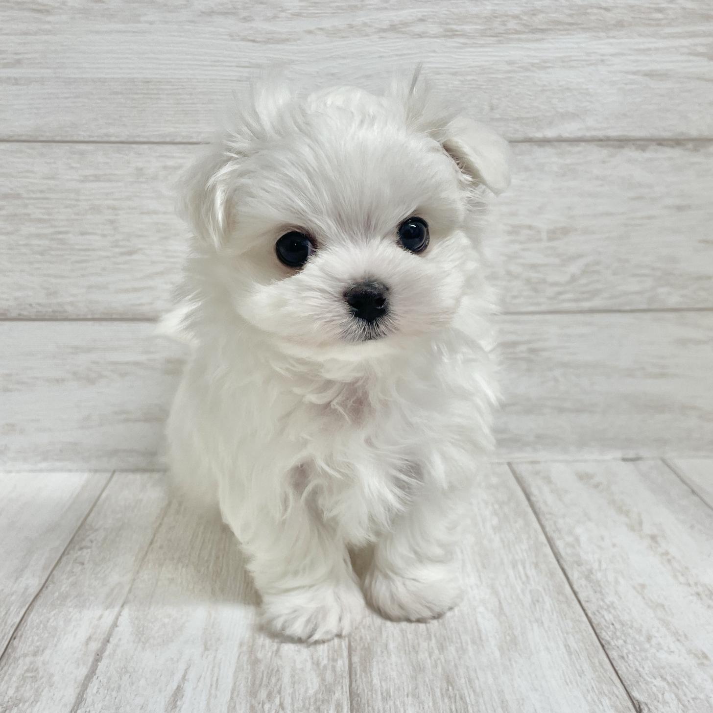 東京都のマルチーズ (ペピカファミリー水元店/2025年9月29日生まれ/男の子/ホワイト)の子犬の4枚目の画像