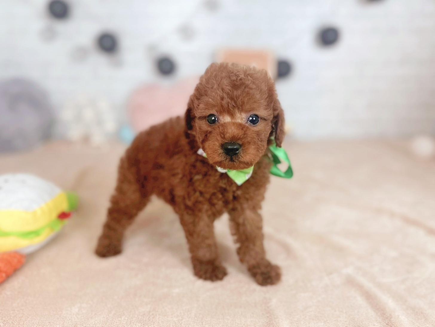 北海道のトイプードル(トイ) (ペットショップだんぼ/2025年7月19日生まれ/男の子/レッド)の子犬の2枚目の画像