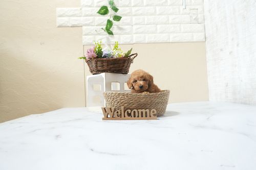 滋賀県のトイプードル(タイニー) (いっぷく湖南店/2025年12月16日生まれ/男の子/レッドフォーン)の子犬の1枚目の画像