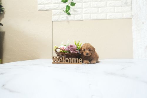 滋賀県のトイプードル(タイニー) (いっぷく湖南店/2025年12月16日生まれ/男の子/レッドフォーン)の子犬の2枚目の画像