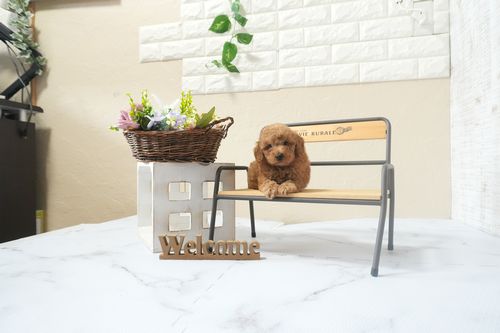 滋賀県のトイプードル(タイニー) (いっぷく湖南店/2025年12月16日生まれ/男の子/レッドフォーン)の子犬の4枚目の画像