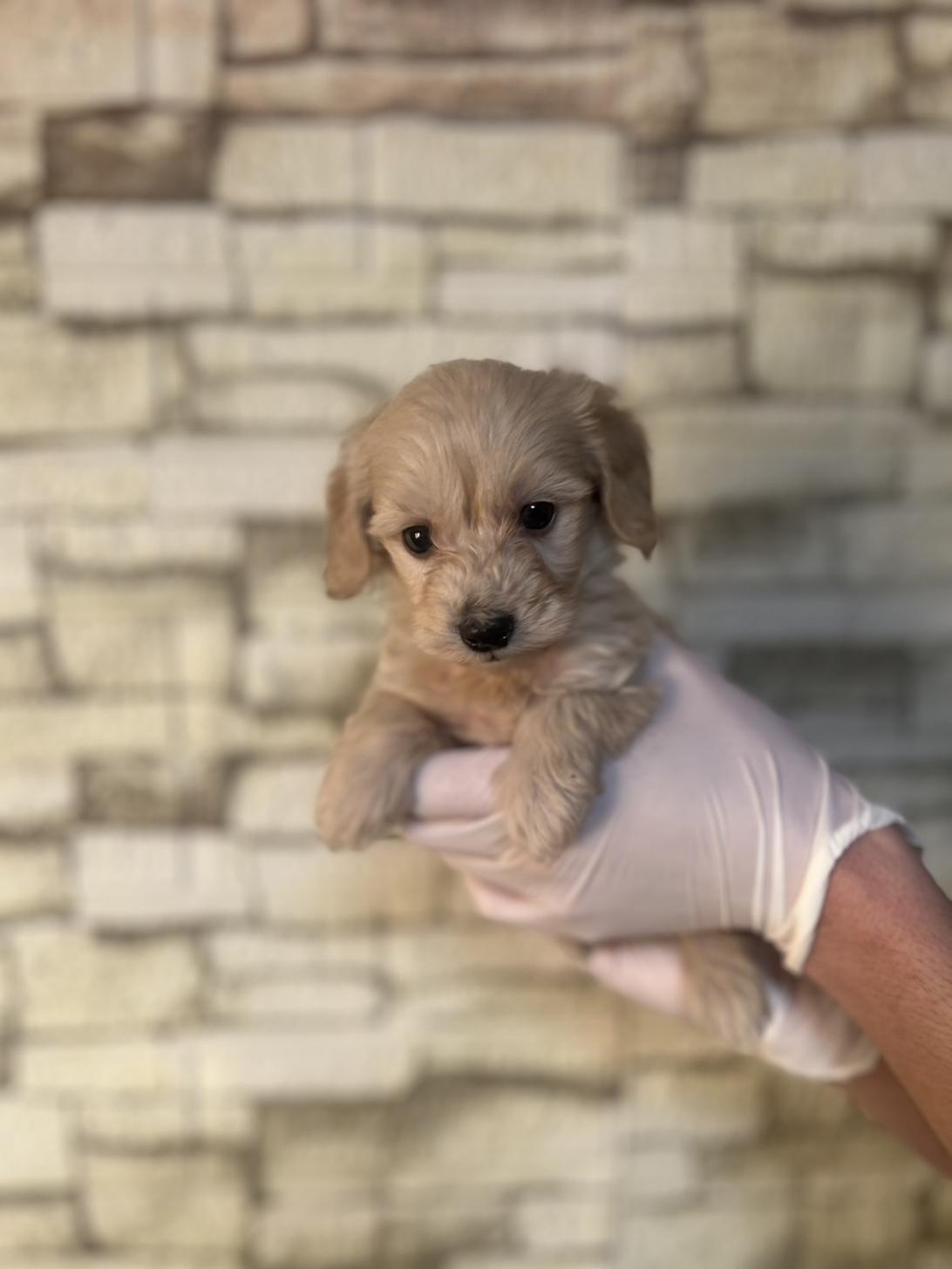 埼玉県のダップー(ダックス×プードル) (ペッツスマイル加須インター店/2025年9月11日生まれ/男の子/アイボリー)の子犬の1枚目の画像