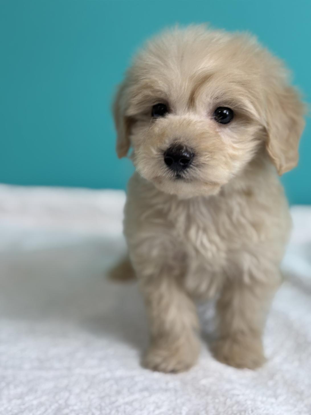 埼玉県のダップー(ダックス×プードル) (ペッツスマイル加須インター店/2025年9月11日生まれ/男の子/アイボリー)の子犬の1枚目の画像