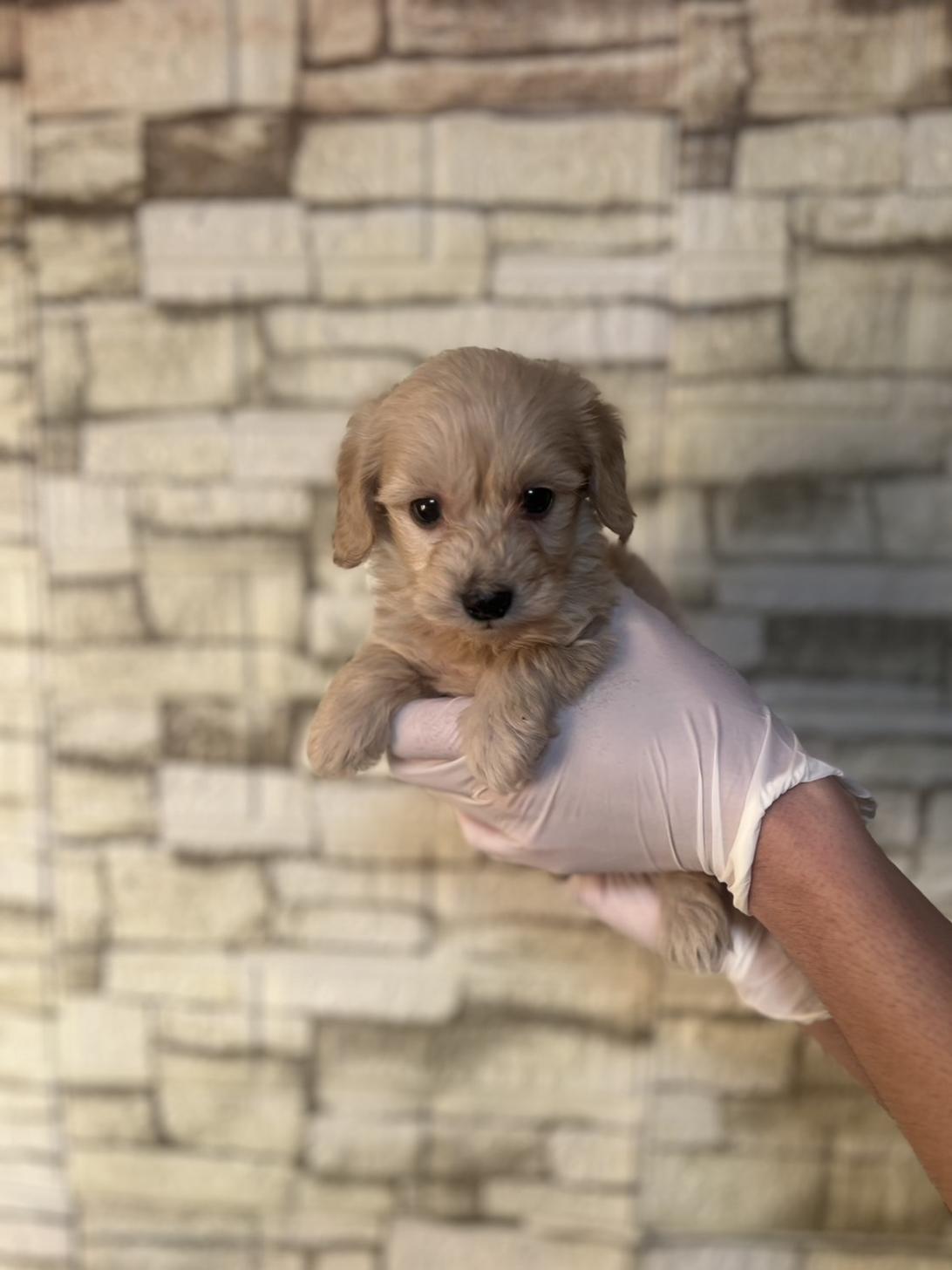 埼玉県のダップー(ダックス×プードル) (ペッツスマイル加須インター店/2025年9月11日生まれ/男の子/アイボリー)の子犬の2枚目の画像