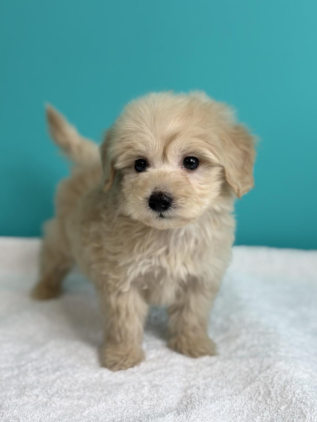 埼玉県のダップー(ダックス×プードル) (ペッツスマイル加須インター店/2025年9月11日生まれ/男の子/アイボリー)の子犬の2枚目の画像