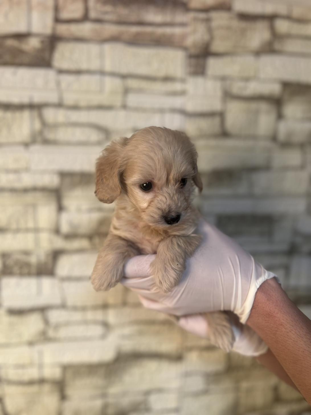 埼玉県のダップー(ダックス×プードル) (ペッツスマイル加須インター店/2025年9月11日生まれ/男の子/アイボリー)の子犬の3枚目の画像