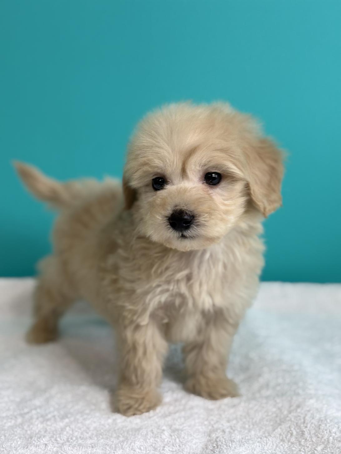 埼玉県のダップー(ダックス×プードル) (ペッツスマイル加須インター店/2025年9月11日生まれ/男の子/アイボリー)の子犬の3枚目の画像