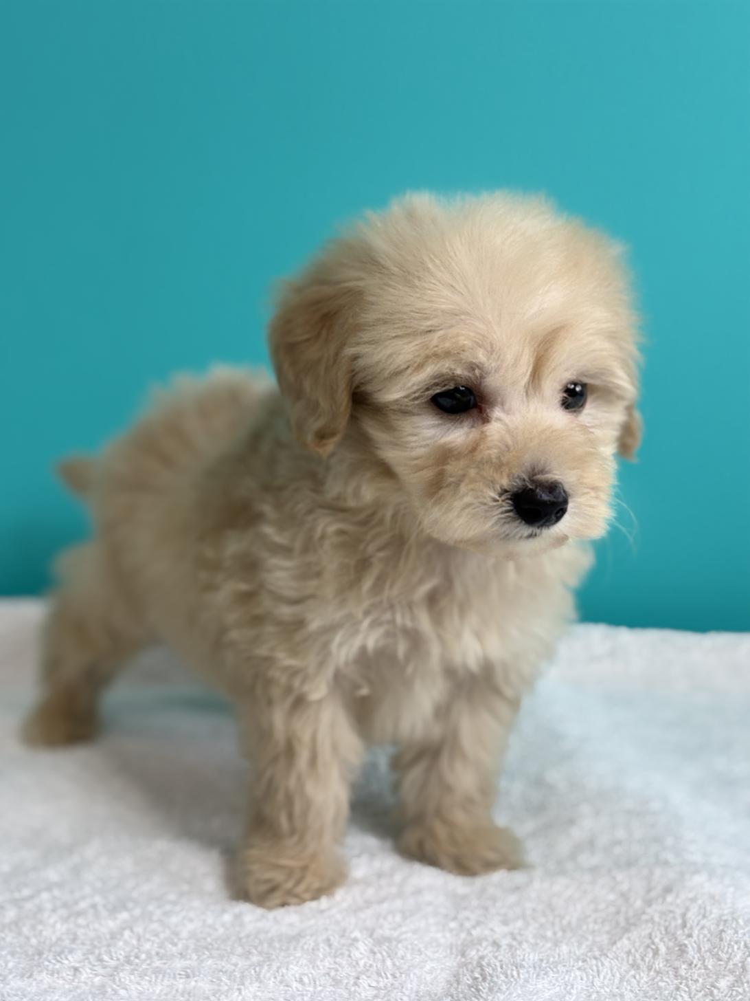 埼玉県のダップー(ダックス×プードル) (ペッツスマイル加須インター店/2025年9月11日生まれ/男の子/アイボリー)の子犬の4枚目の画像