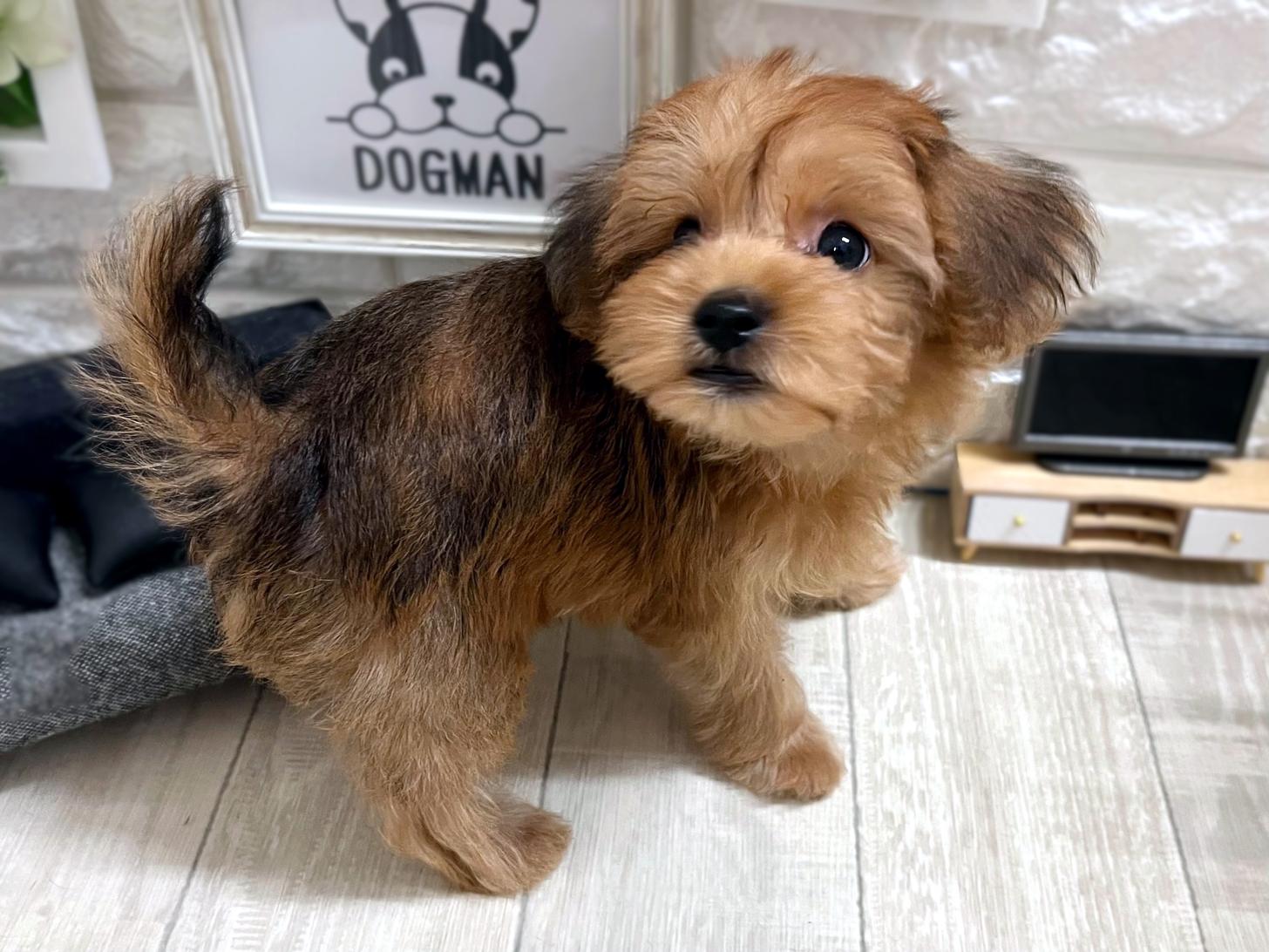 和歌山県のヨープー(ヨークシャーテリア×プードル) (DOGMAN和歌山店/2026年4月5日生まれ/男の子/フォーン)の子犬の3枚目の画像
