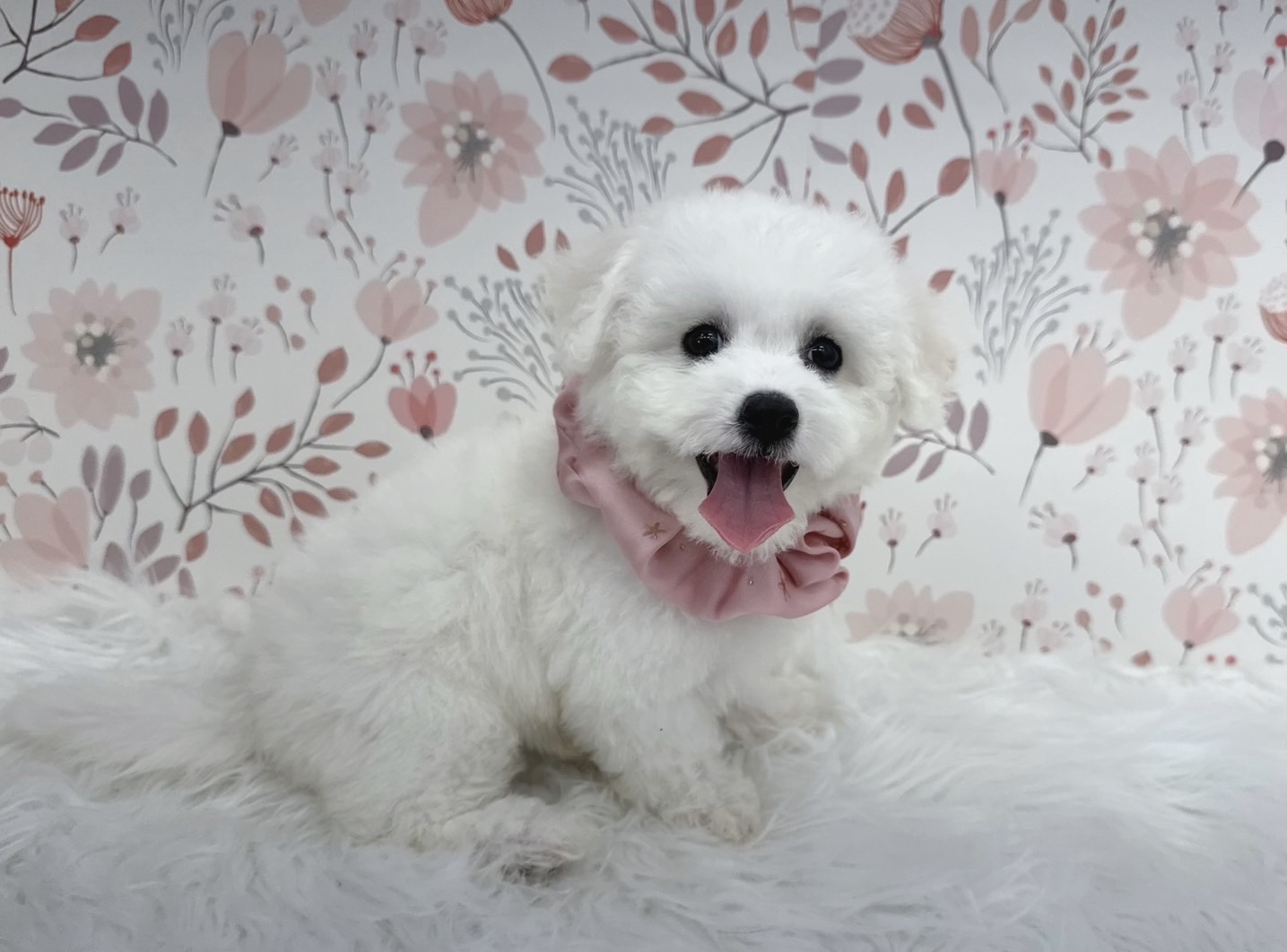 大阪府のビションフリーゼ (ぱぴぷぺっと大阪店/2025年8月14日生まれ/女の子/ホワイト)の子犬の1枚目の画像