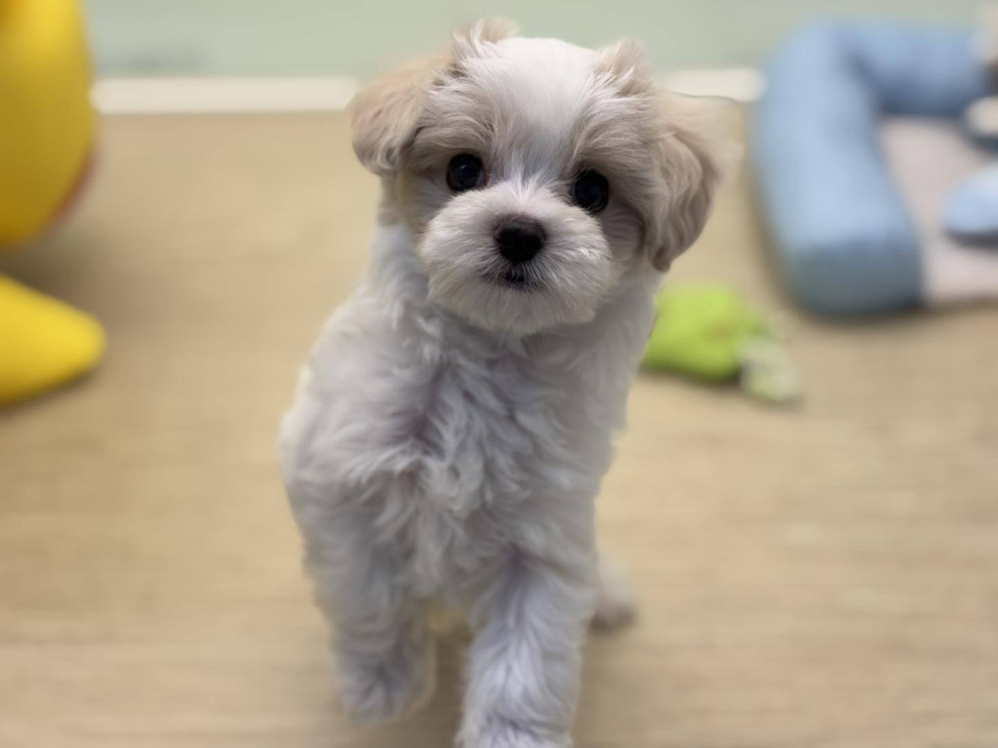 神奈川県のマルプー(マルチーズ×プードル) (Doggy Style 小田原店/2025年6月12日生まれ/男の子/アプリコットホワイト)の子犬