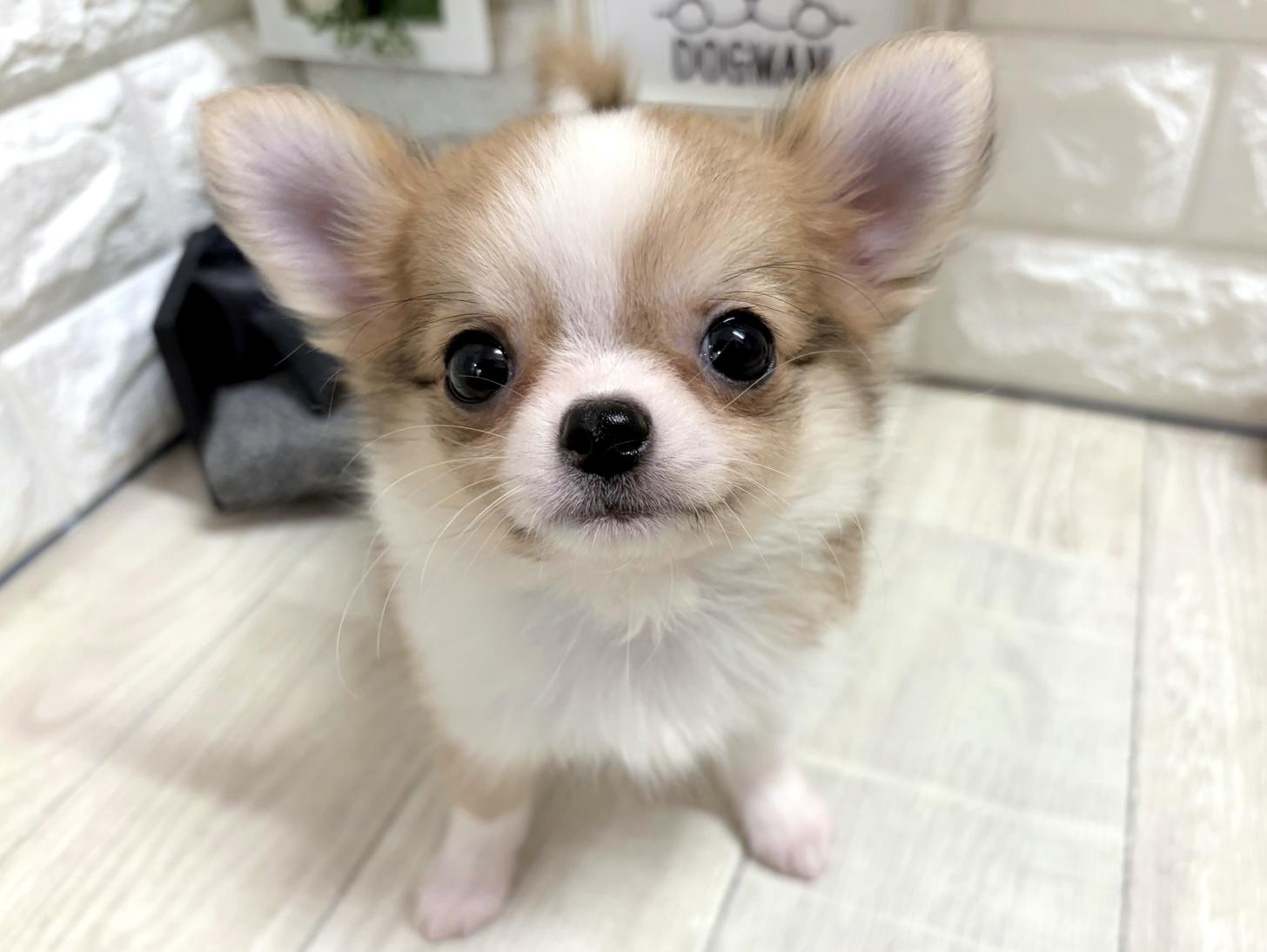 大阪府のチワワ(ロング) (DOGMAN平野瓜破店/2026年5月13日生まれ/男の子/フォーンホワイト)の子犬の1枚目の画像