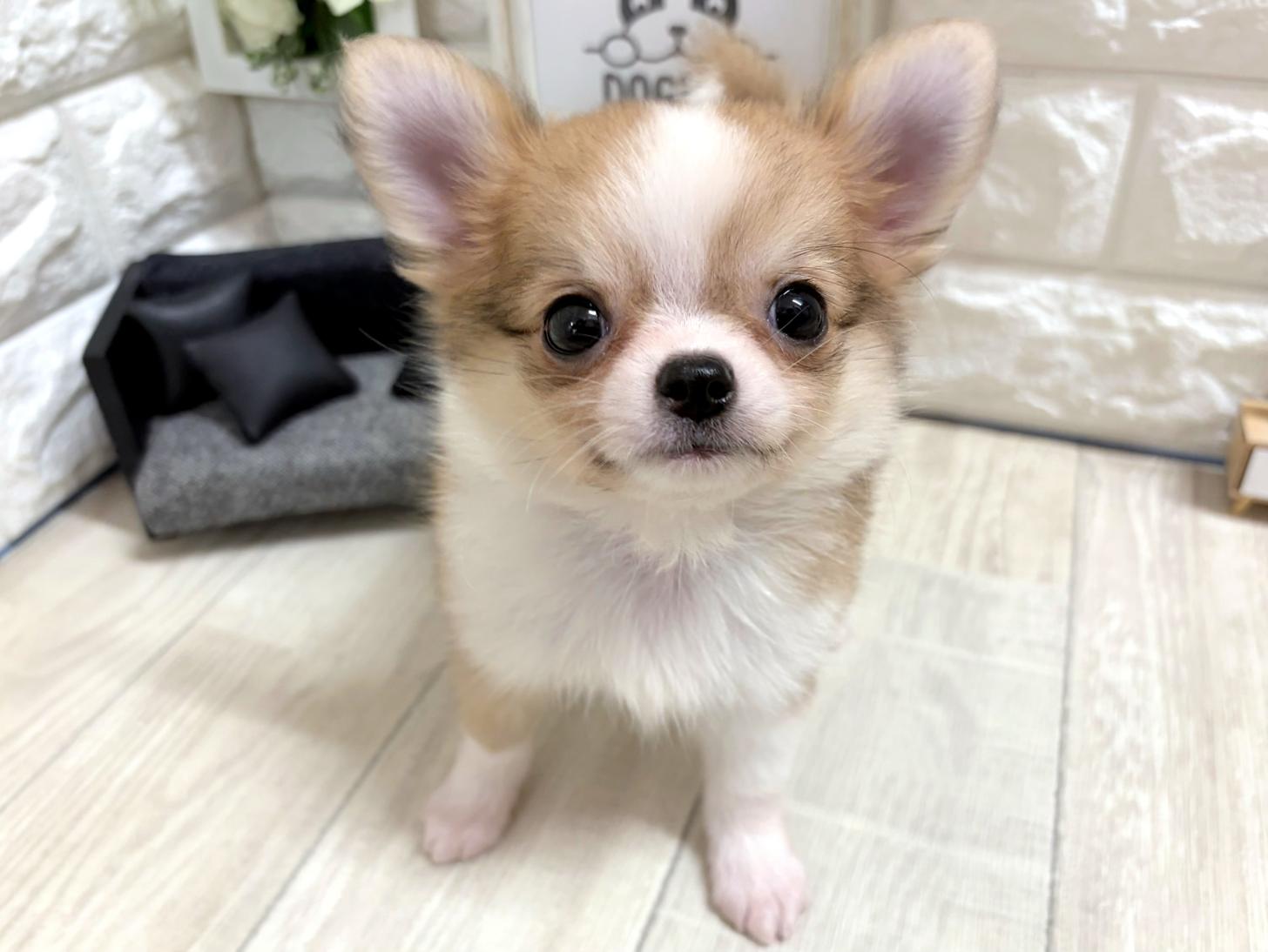 大阪府のチワワ(ロング) (DOGMAN平野瓜破店/2026年5月13日生まれ/男の子/フォーンホワイト)の子犬の2枚目の画像