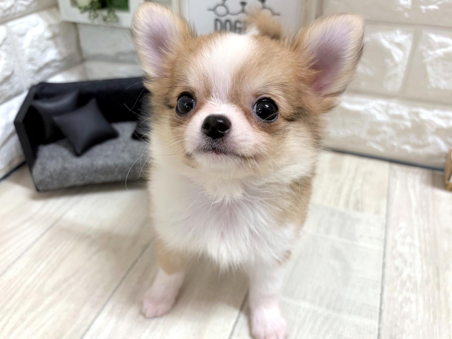 大阪府のチワワ(ロング) (DOGMAN平野瓜破店/2026年5月13日生まれ/男の子/フォーンホワイト)の子犬の3枚目の画像