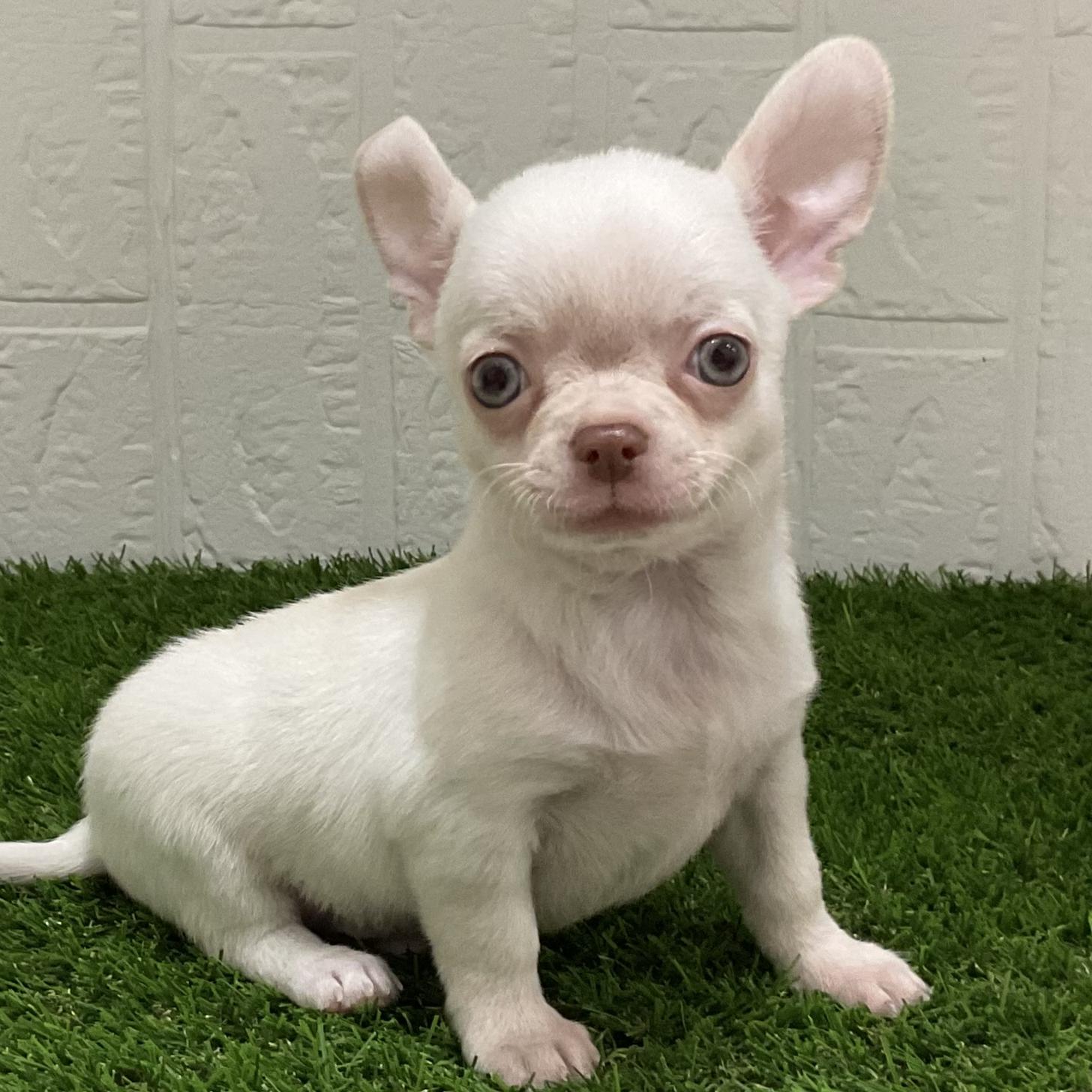 佐賀県のチワワ(スムース) (ドッグズホーム佐賀店/2025年10月6日生まれ/男の子/ホワイトクリーム)の子犬