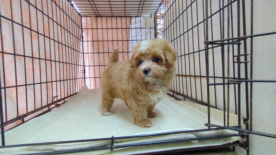 茨城県のマルプー(マルチーズ×プードル) (ペットショップスズキ/2025年11月1日生まれ/女の子/クリームホワイト)の子犬の2枚目の画像