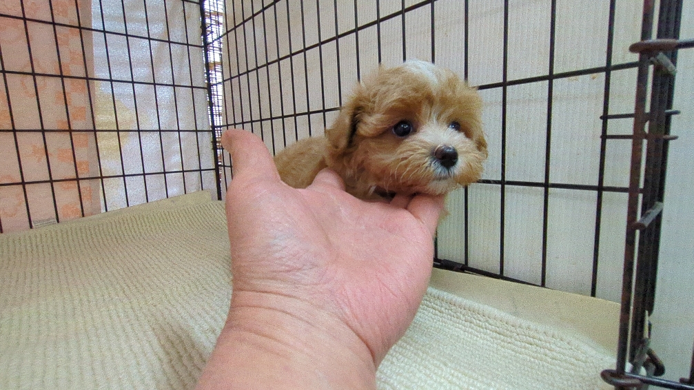 茨城県のマルプー(マルチーズ×プードル) (ペットショップスズキ/2025年11月1日生まれ/女の子/クリームホワイト)の子犬の3枚目の画像