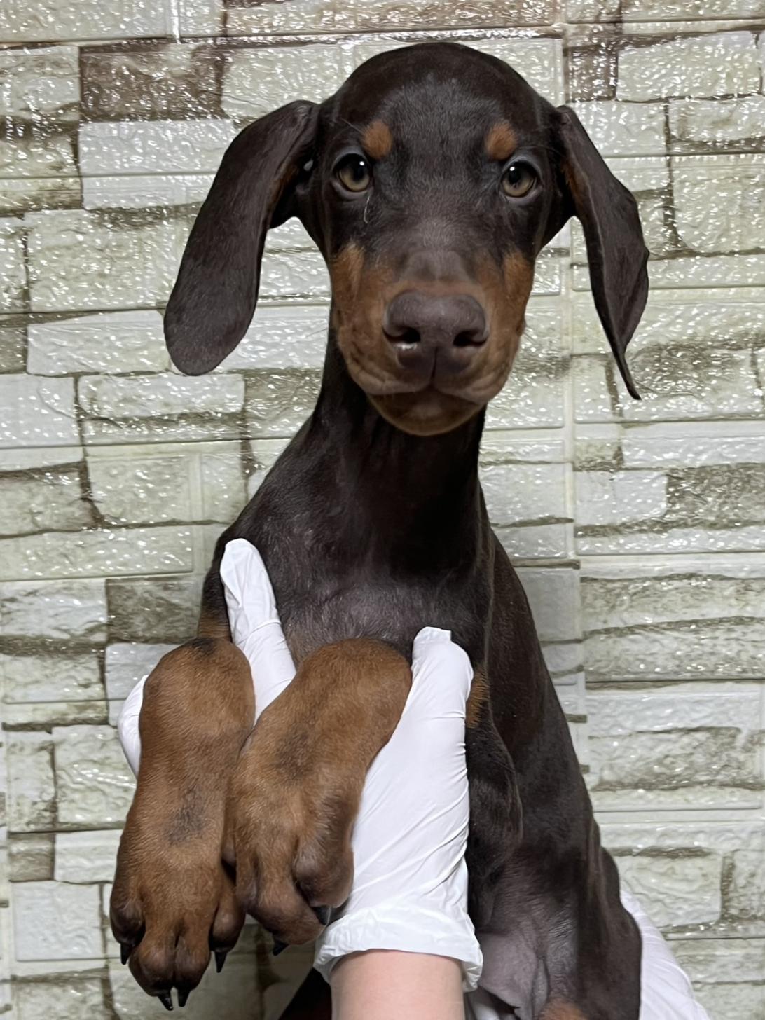 埼玉県のドーベルマン (ペッツスマイル加須インター店/2025年10月16日生まれ/男の子/チョコレートタン)の子犬の1枚目の画像