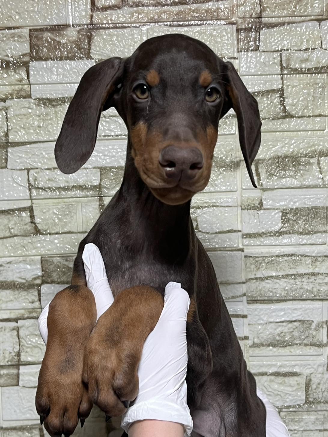 埼玉県のドーベルマン (ペッツスマイル加須インター店/2025年10月16日生まれ/男の子/チョコレートタン)の子犬の2枚目の画像