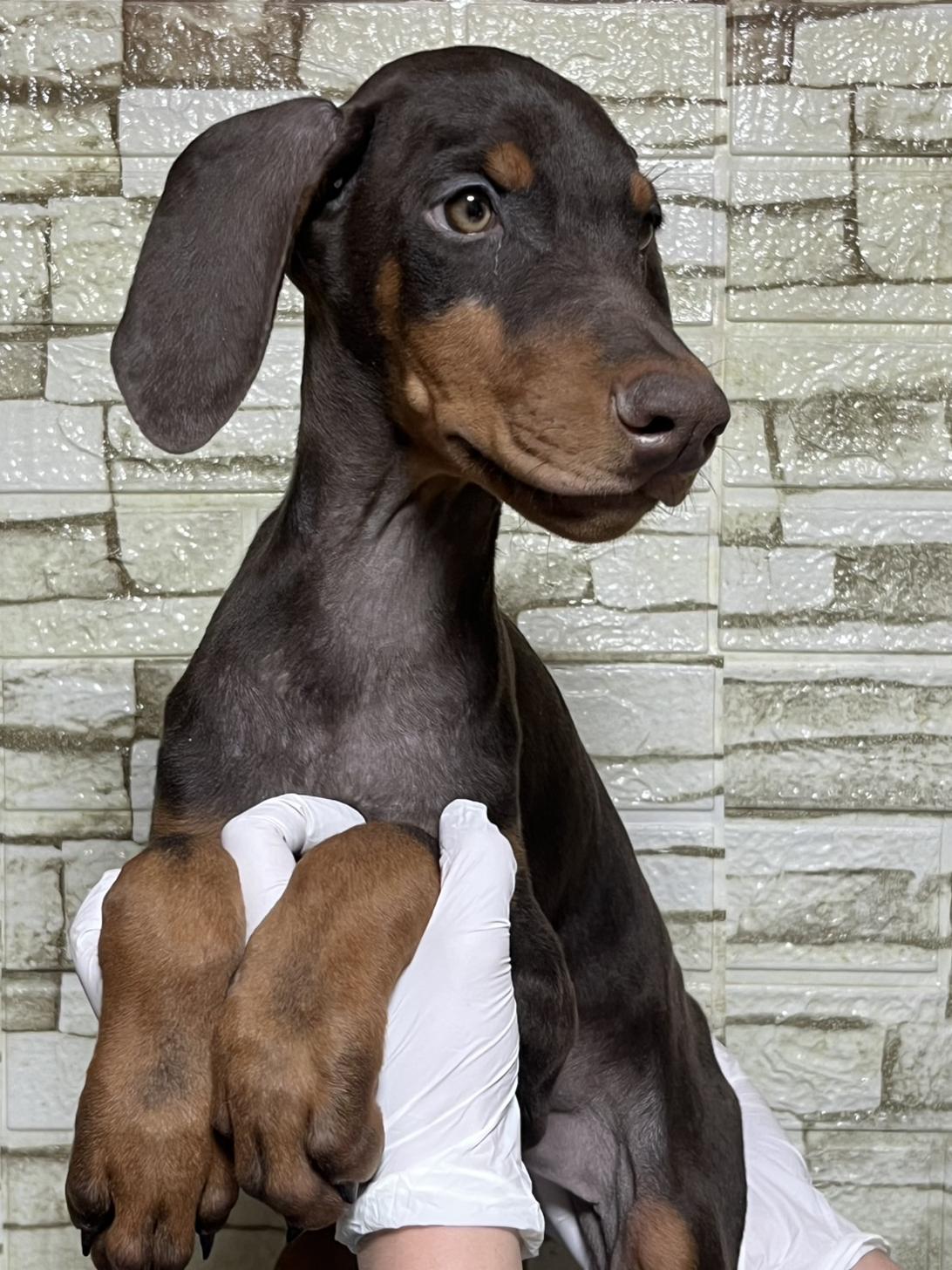 埼玉県のドーベルマン (ペッツスマイル加須インター店/2025年10月16日生まれ/男の子/チョコレートタン)の子犬の3枚目の画像