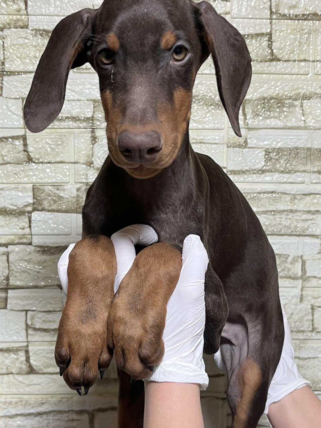 埼玉県のドーベルマン (ペッツスマイル加須インター店/2025年10月16日生まれ/男の子/チョコレートタン)の子犬の4枚目の画像