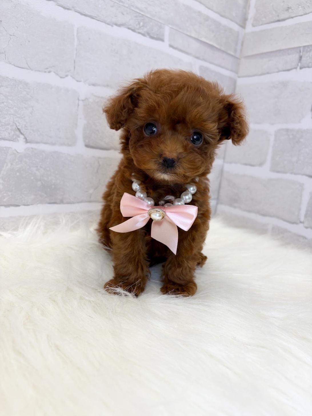 埼玉県のトイプードル(トイ) (PETSHOP FATIS/2025年4月13日生まれ/女の子/レッド)の子犬