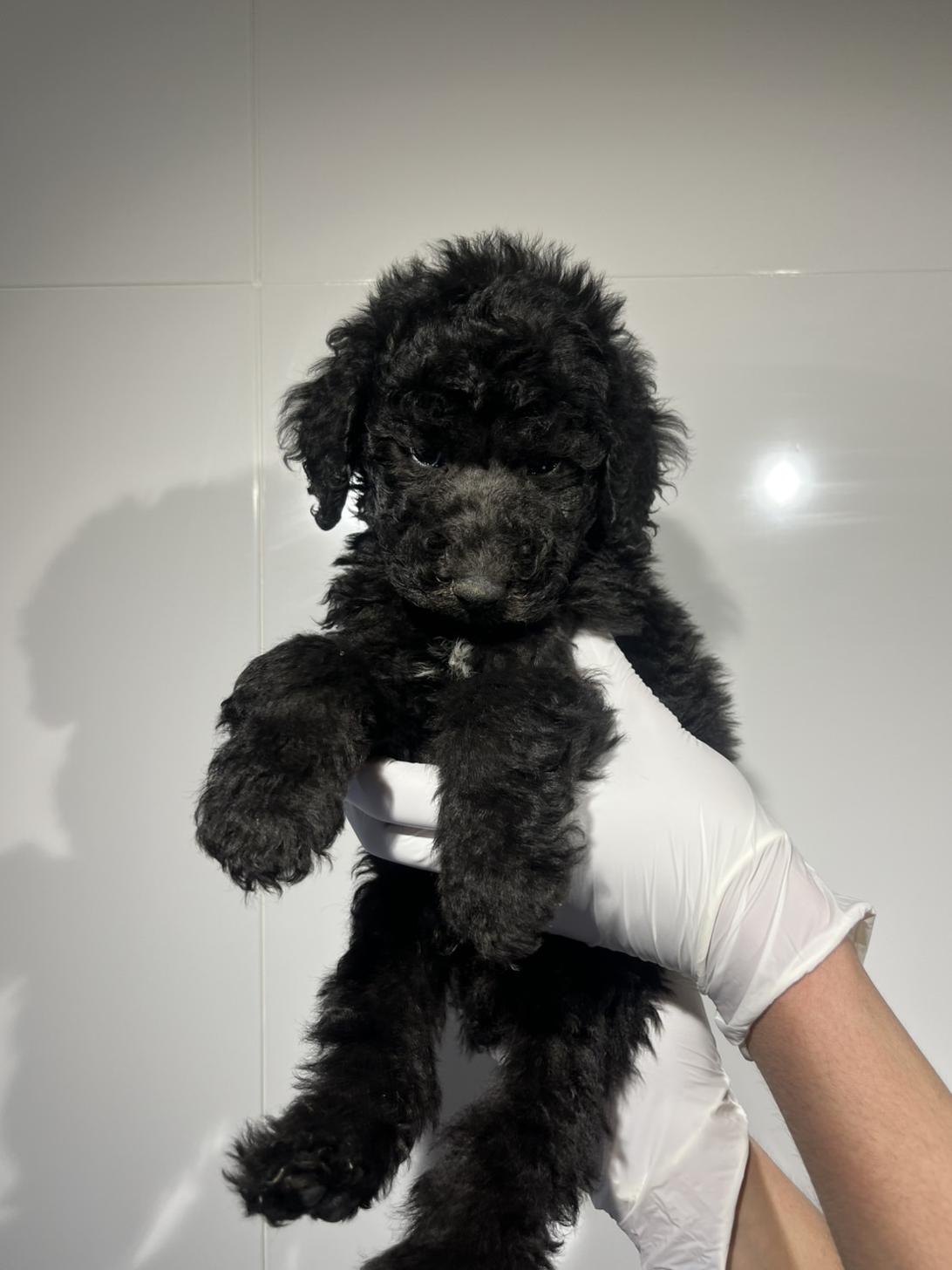 埼玉県のスタンダードプードル (ペッツスマイル加須インター店/2026年1月11日生まれ/男の子/シルバー)の子犬の1枚目の画像