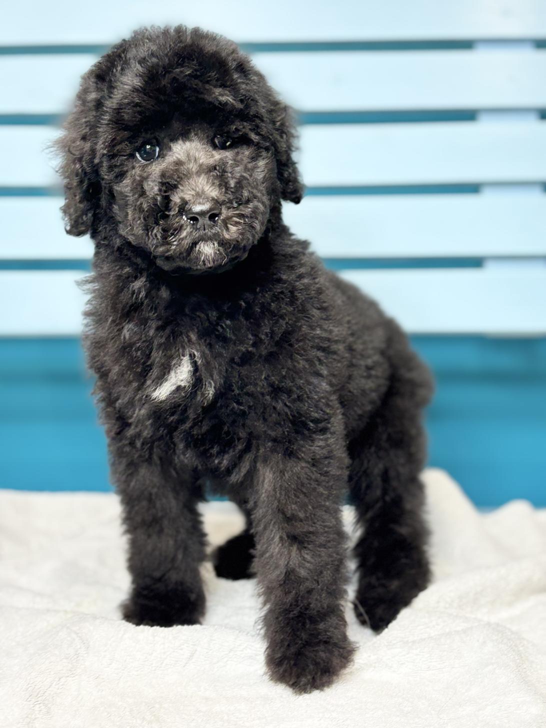 埼玉県のスタンダードプードル (ペッツスマイル加須インター店/2026年1月11日生まれ/男の子/シルバー)の子犬の1枚目の画像