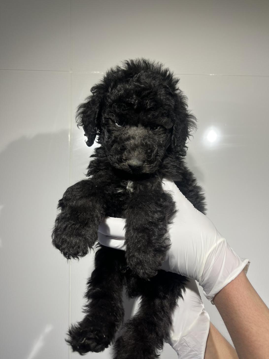 埼玉県のスタンダードプードル (ペッツスマイル加須インター店/2026年1月11日生まれ/男の子/シルバー)の子犬の2枚目の画像