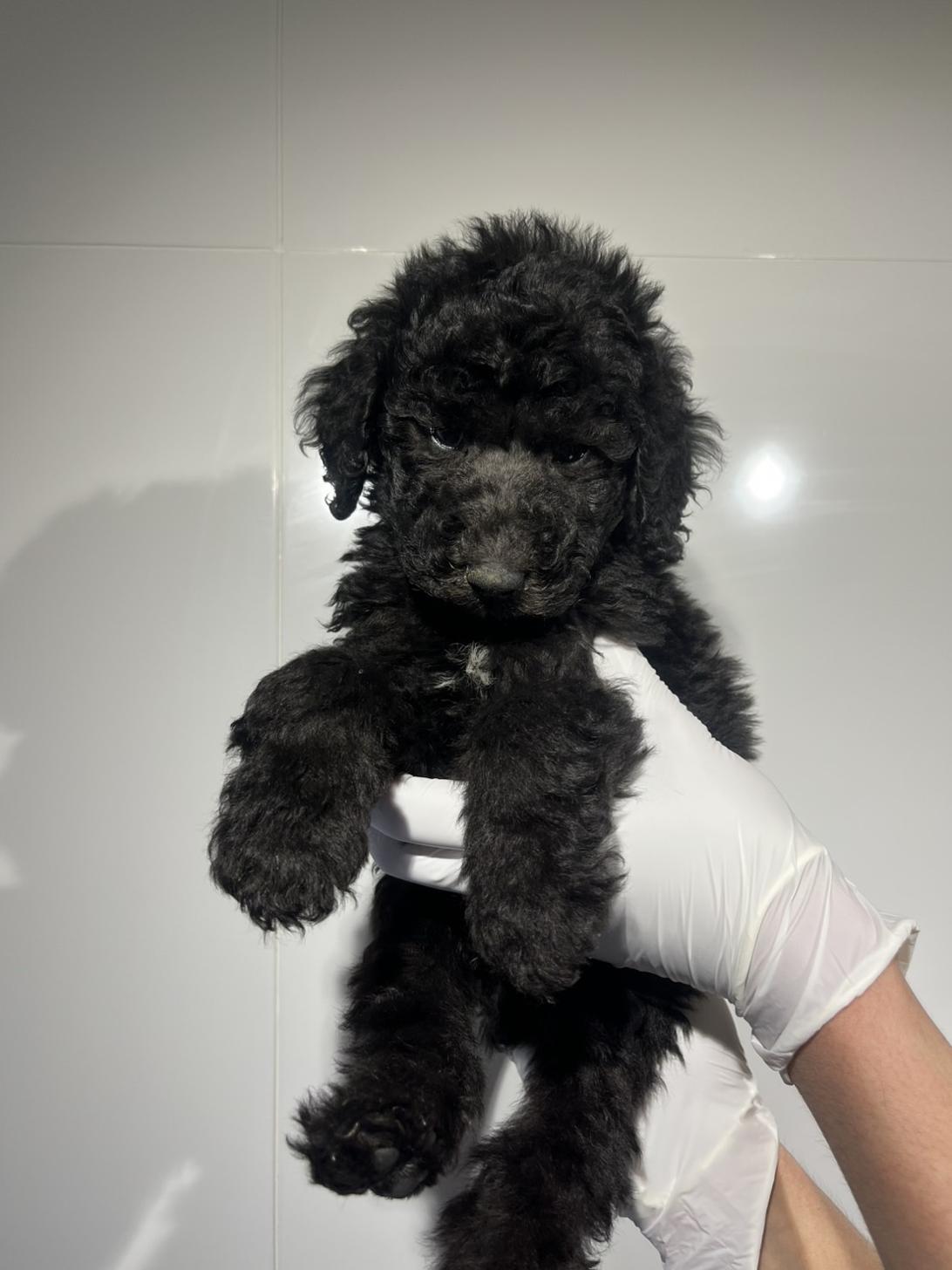 埼玉県のスタンダードプードル (ペッツスマイル加須インター店/2026年1月11日生まれ/男の子/シルバー)の子犬の3枚目の画像