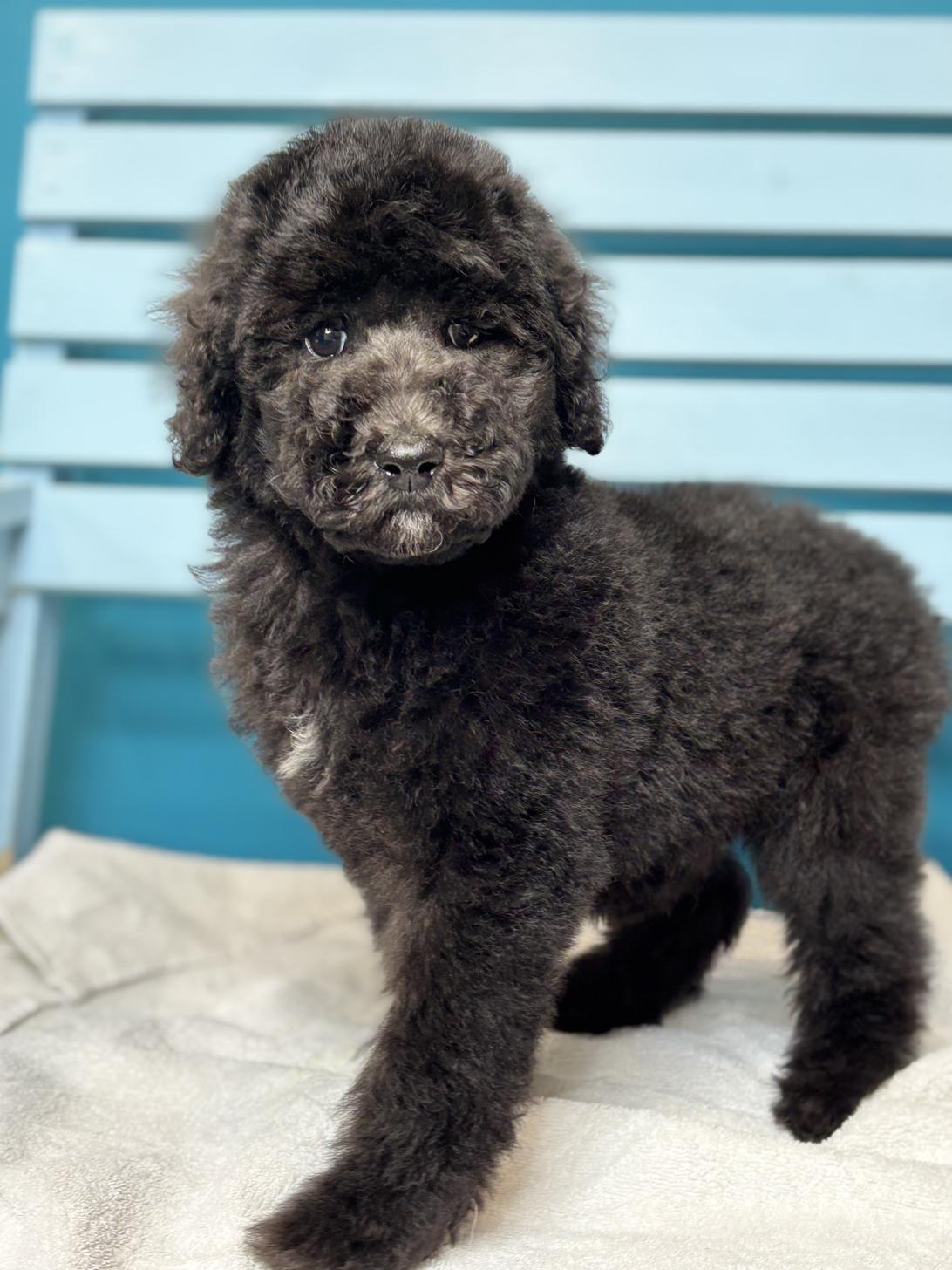 埼玉県のスタンダードプードル (ペッツスマイル加須インター店/2026年1月11日生まれ/男の子/シルバー)の子犬の4枚目の画像