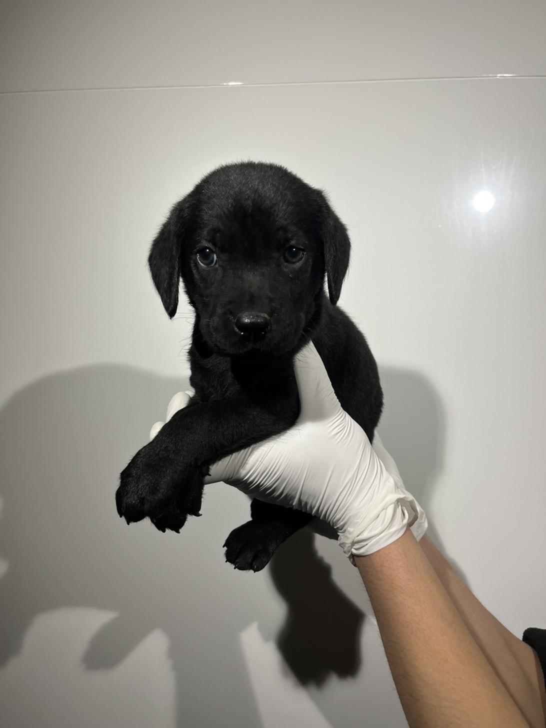 埼玉県のラブラドールレトリーバー (ペッツスマイル加須インター店/2026年1月24日生まれ/女の子/ブラック)の子犬の1枚目の画像