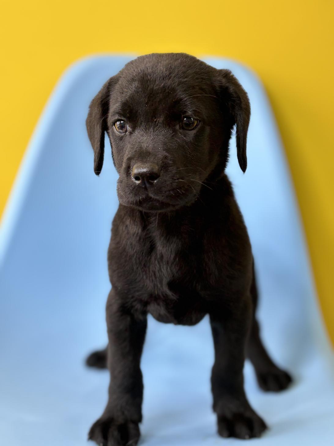 埼玉県のラブラドールレトリーバー (ペッツスマイル加須インター店/2026年1月24日生まれ/女の子/ブラック)の子犬の1枚目の画像