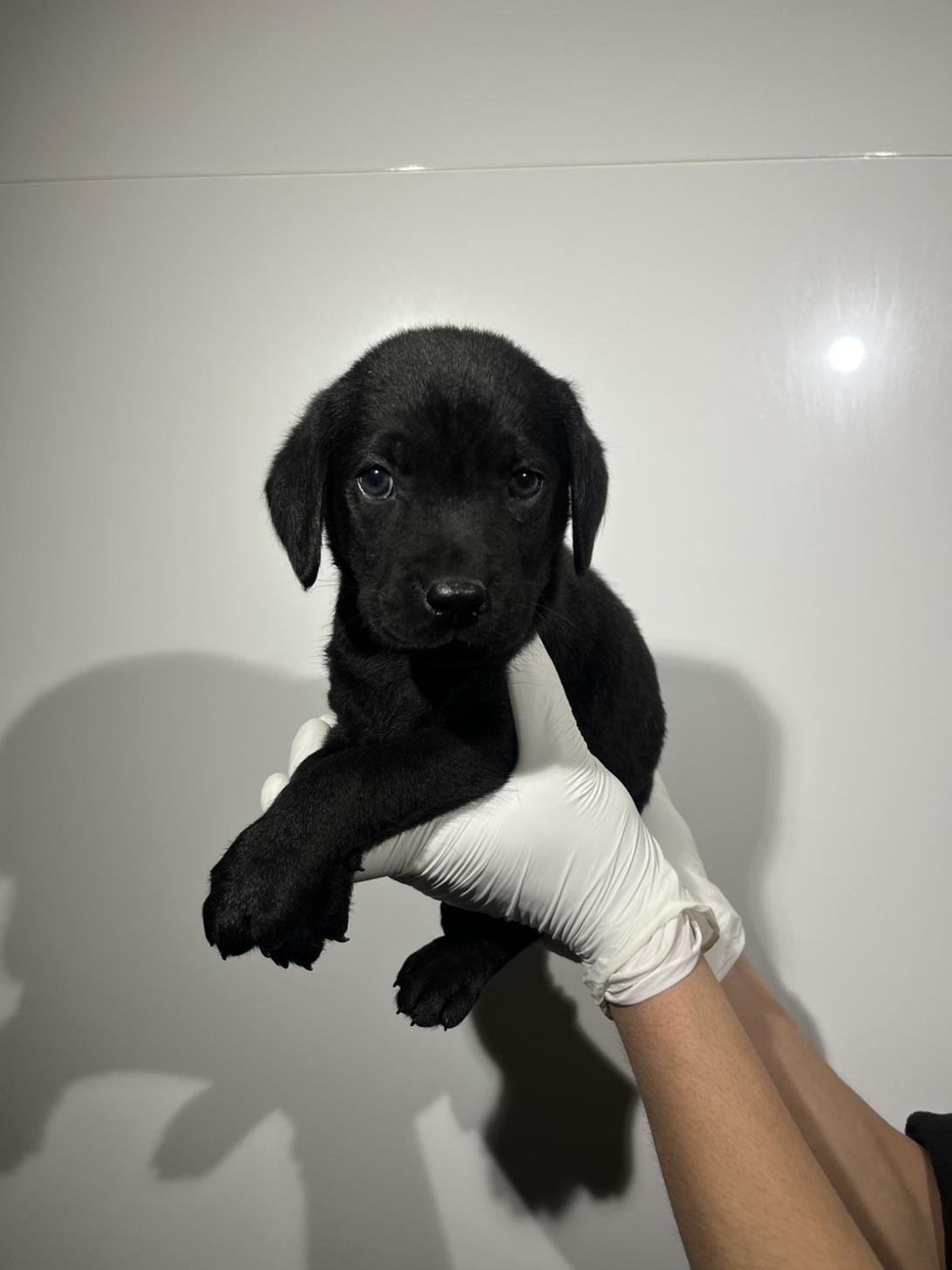 埼玉県のラブラドールレトリーバー (ペッツスマイル加須インター店/2026年1月24日生まれ/女の子/ブラック)の子犬の2枚目の画像