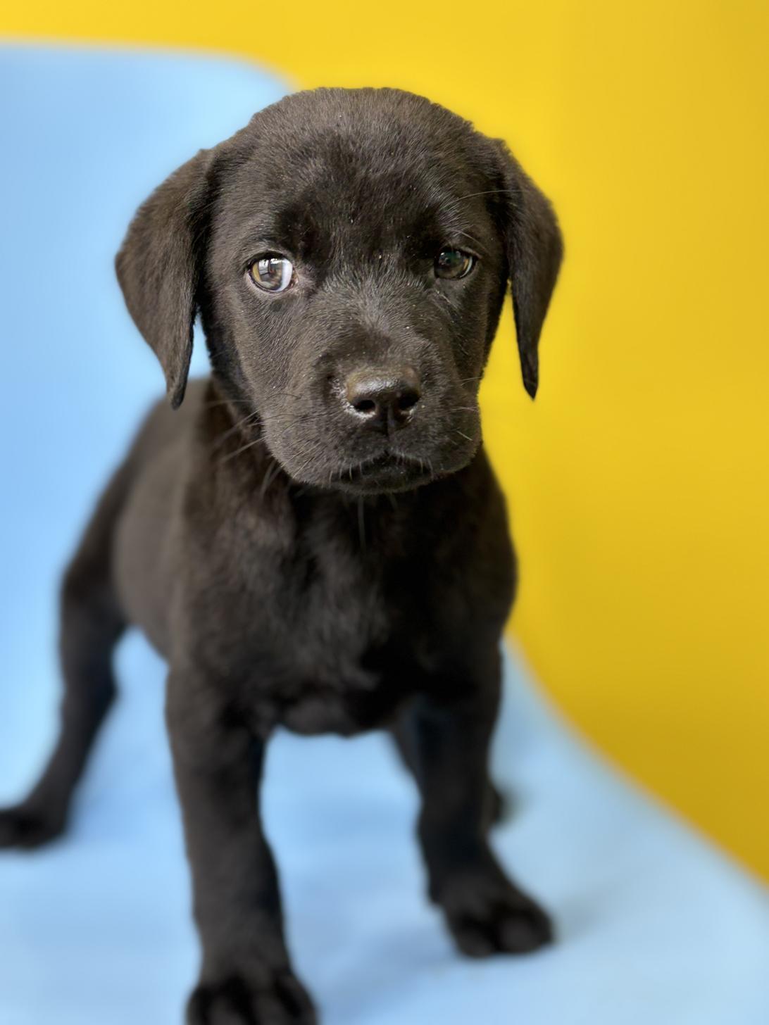 埼玉県のラブラドールレトリーバー (ペッツスマイル加須インター店/2026年1月24日生まれ/女の子/ブラック)の子犬の2枚目の画像