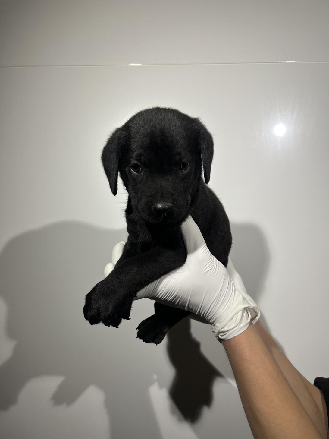 埼玉県のラブラドールレトリーバー (ペッツスマイル加須インター店/2026年1月24日生まれ/女の子/ブラック)の子犬の3枚目の画像